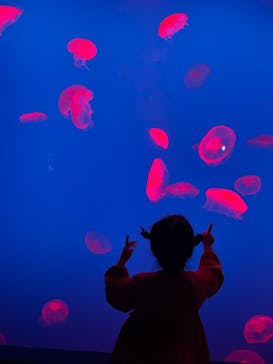 大分マリーンパレス水族館 「うみたまご」に投稿された画像（2025/4/5）