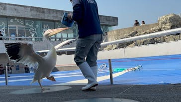 大分マリーンパレス水族館 「うみたまご」に投稿された画像（2025/4/5）