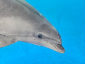 越前松島水族館に投稿された画像（2025/4/5）