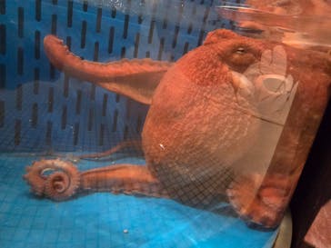 越前松島水族館に投稿された画像（2025/4/5）