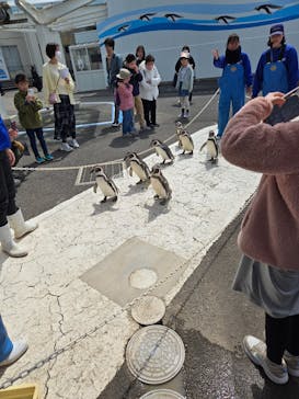 越前松島水族館に投稿された画像（2025/4/5）
