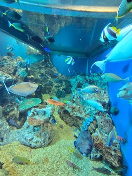 越前松島水族館に投稿された画像（2025/4/5）