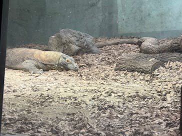 名古屋市東山動植物園に投稿された画像（2025/4/5）