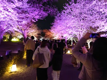 NAKED meets 二条城 2025 観月に投稿された画像（2025/4/5）