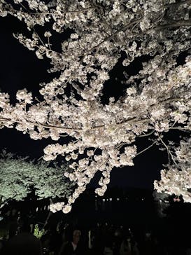 三溪園に投稿された画像（2025/4/5）