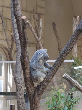 名古屋市東山動植物園に投稿された画像（2025/4/5）
