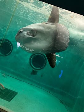 鴨川シーワールドに投稿された画像（2025/4/5）