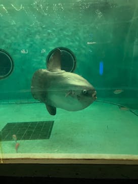 鴨川シーワールドに投稿された画像（2025/4/5）