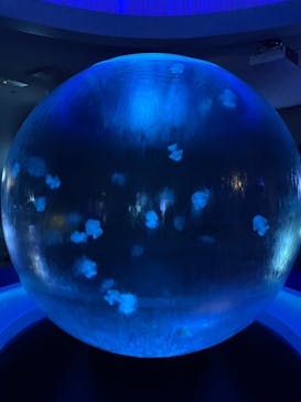 新江ノ島水族館に投稿された画像（2025/4/5）