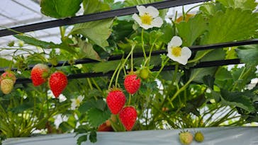 はなのかファームに投稿された画像（2025/4/6）