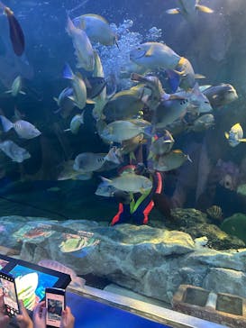 しながわ水族館に投稿された画像（2025/4/6）