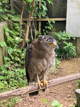 石垣やいま村に投稿された画像（2025/4/6）