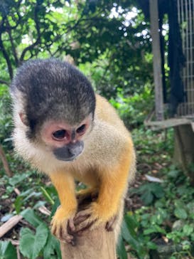 石垣やいま村に投稿された画像（2025/4/6）