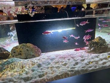 マクセル アクアパーク品川に投稿された画像（2025/4/6）