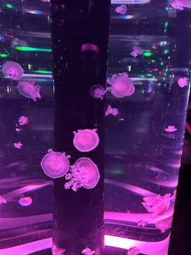 マクセル アクアパーク品川に投稿された画像（2025/4/6）