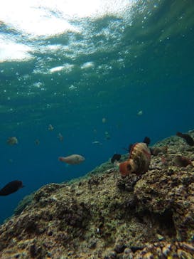 武藤潜水に投稿された画像（2025/4/6）