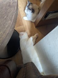 猫カフェモカ　池袋東口店に投稿された画像（2025/4/6）