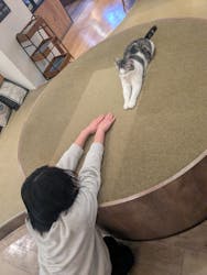 猫カフェモカ　池袋東口店に投稿された画像（2025/4/6）