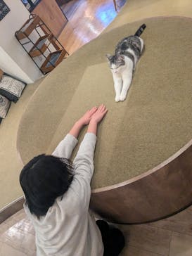 猫カフェモカ　池袋東口店に投稿された画像（2025/4/6）