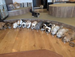猫カフェモカ　池袋東口店に投稿された画像（2025/4/6）
