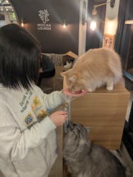 猫カフェモカ　池袋東口店に投稿された画像（2025/4/6）