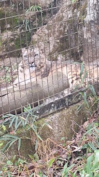 東京動物園協会_多摩動物公園に投稿された画像（2025/4/6）