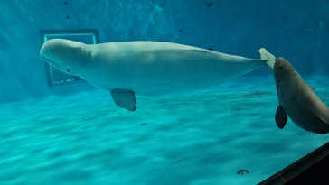 島根県立 しまね海洋館に投稿された画像（2025/4/6）