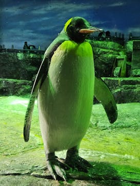 島根県立 しまね海洋館に投稿された画像（2025/4/6）