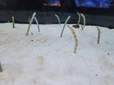 すみだ水族館に投稿された画像（2025/4/6）