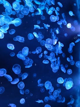 すみだ水族館に投稿された画像（2025/4/6）