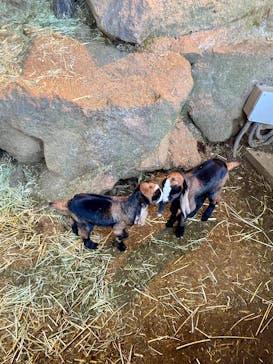 伊豆シャボテン動物公園に投稿された画像（2025/4/6）