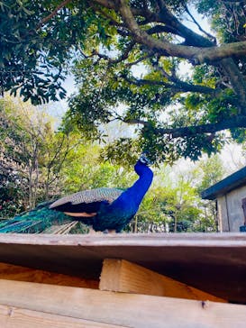 伊豆シャボテン動物公園に投稿された画像（2025/4/6）