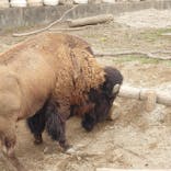 東武動物公園に投稿された画像（2025/4/6）