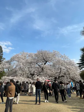 新宿御苑に投稿された画像（2025/4/6）