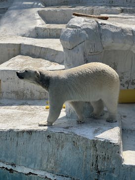 天王寺動物園に投稿された画像（2025/4/6）