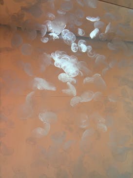 アクアワールド茨城県大洗水族館に投稿された画像（2025/4/6）