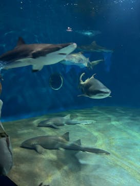 アクアワールド茨城県大洗水族館に投稿された画像（2025/4/6）