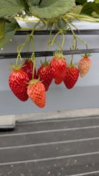 しい茸ランドかさやに投稿された画像（2025/4/6）