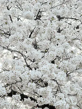 新宿御苑に投稿された画像（2025/4/6）