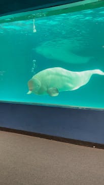 鴨川シーワールドに投稿された画像（2025/4/6）