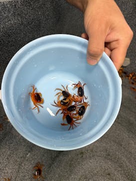 いきもの探検隊上尾に投稿された画像（2025/4/6）