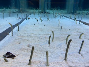 すみだ水族館に投稿された画像（2025/4/6）