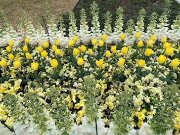 名古屋市東山動植物園に投稿された画像（2025/4/6）