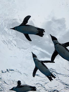 サンシャイン水族館に投稿された画像（2025/4/6）