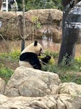 恩賜上野動物園に投稿された画像（2025/4/6）