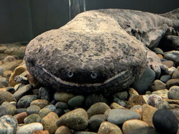 サンシャイン水族館に投稿された画像（2025/4/6）