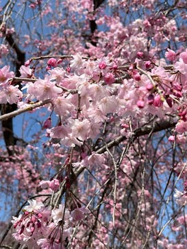 元離宮二条城に投稿された画像（2025/4/6）