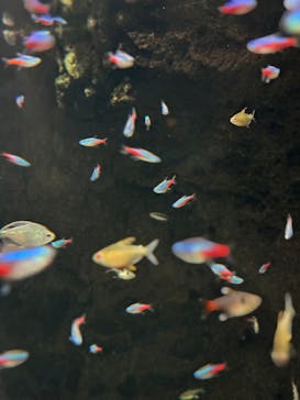 大分マリーンパレス水族館 「うみたまご」に投稿された画像（2025/4/6）