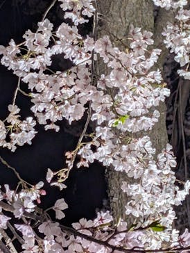 NAKED meets 二条城 2025 観月に投稿された画像（2025/4/6）