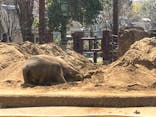 恩賜上野動物園に投稿された画像（2025/4/6）